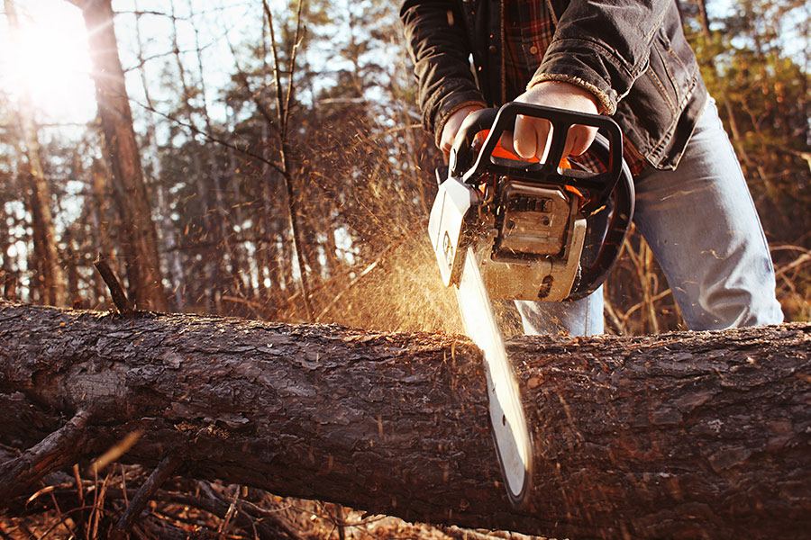 arborist-with-chainsaw-cutting-a-tree-at-the-ground-orlando-fl
