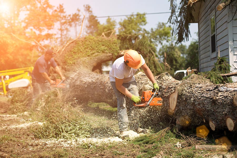 arborists-removing-fallen-tree-with-chainsaw-after-hurricane-orlando-fl