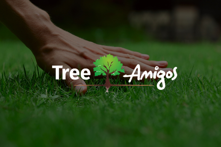 Tree Service Orlando, FL Call Tree Amigos Orlando