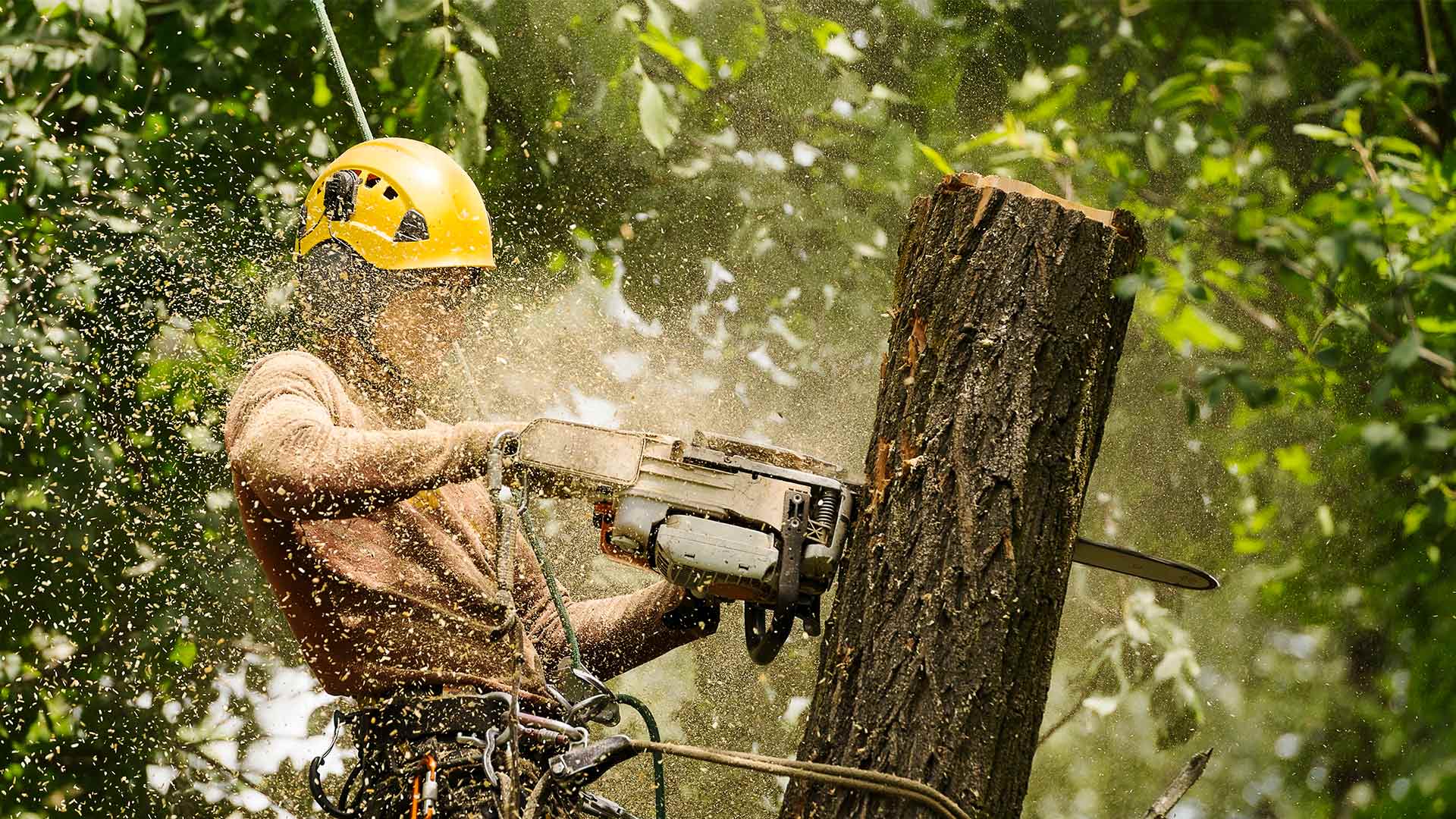 man cutting top of tree with chainsaw orlando fl
