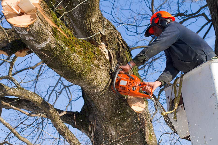 man in bucket cutting tree limbs with chainsaw orlando fl