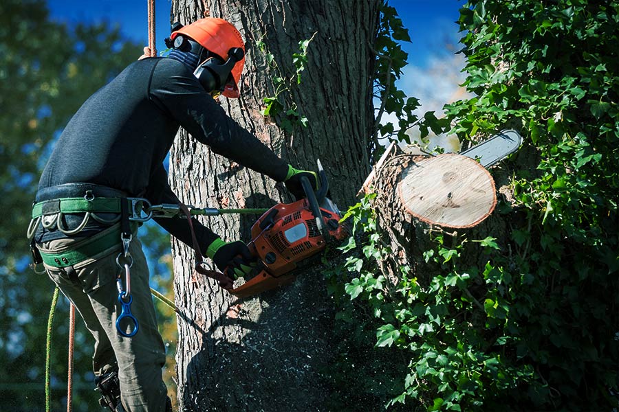 contractor working on tree removal with chainsaw