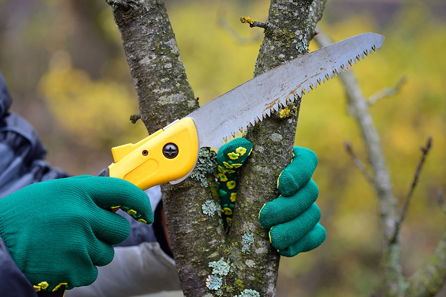 hands of person pruning tree bithlo fl