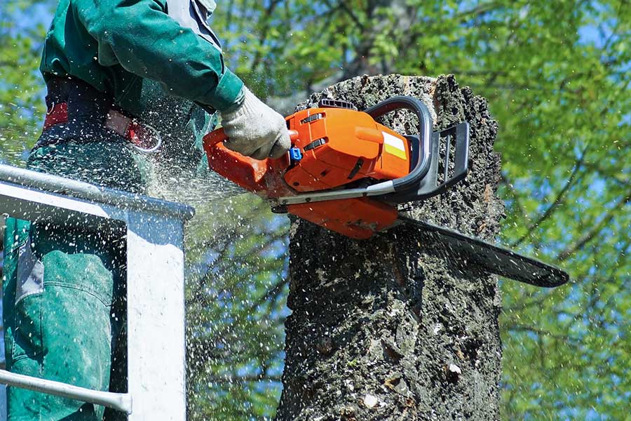 man in bucket chopping top of tree with chainsaw bithlo fl